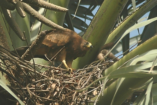 African Harrier-Hawk (v).JPG